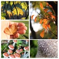 Autumn collage Royalty Free Stock Photo