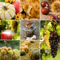 Autumn collage Royalty Free Stock Photo