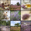 Autumn collage with heather flowers Royalty Free Stock Photo