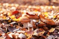 Autumn collage with two mushrooms among forest leaves Royalty Free Stock Photo