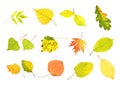 Autumn collection leaves Royalty Free Stock Photo