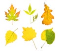 Autumn collection leaves Royalty Free Stock Photo