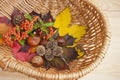 Autumn collection, leaves, conkers.