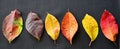 Autumn collection. Pattern of colored leaves of plant.