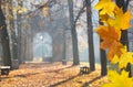 Autumn Colonade