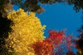 Autumn color Royalty Free Stock Photo