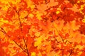 Autumn Color Background Royalty Free Stock Photo