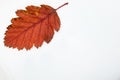 Autumn color of birch leaf isolated on white background. Royalty Free Stock Photo