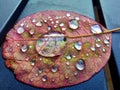 Autumn Color leaf water droplets Royalty Free Stock Photo