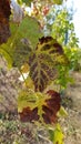 Autumn color leaves of grapevine. Closeup of leaf brown edges and yellow veins. Grape vine foliage with blurred background. Royalty Free Stock Photo