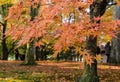 Autumn color leaves at Tofukuji temple in Kyoto, Japan Royalty Free Stock Photo