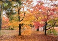 Autumn color leaves at Tofukuji temple in Kyoto, Japan Royalty Free Stock Photo