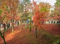 Autumn color leaves at Tofukuji temple in Kyoto, Japan Royalty Free Stock Photo