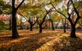 Autumn color leaves at Tofukuji temple in Kyoto, Japan Royalty Free Stock Photo