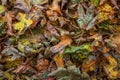 Autumn Color in Maple Leaves in Northern California