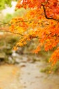 Autumn color of maple leaves over small canal in Japan