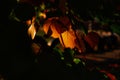 Autumn color orange leaf nature macro light