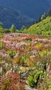 Autumn color at Paradise Meadow on Going to the Sun Road Royalty Free Stock Photo