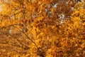 Autumn color Quercus Rubra, the northern red oak foliage in gold, orange and yellow. Beautiful autumn picture. Leipzig, Germany.