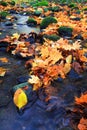 Autumn color river Royalty Free Stock Photo