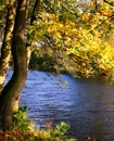 Autumn color in the river Royalty Free Stock Photo