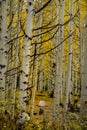 Autumn Color in San Juan and Rocky Mountains of Colorado