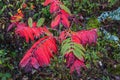 Autumn color of Staghorn Sumac Royalty Free Stock Photo