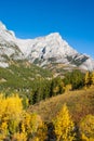 Autumn color trees in the Rocky Mountains Royalty Free Stock Photo