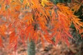 Autumn coloration of a Japanese sliced maple Japanese maple with orange yellow red leaves in the ornamental garden
