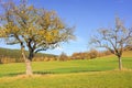 Autumn colored apple trees