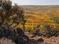 Autumn colored aspen trees in desert Royalty Free Stock Photo