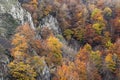 Autumn colored beech forest growing on the vertical limestone slopes of a mountain