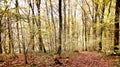Autumn colored beech trees Royalty Free Stock Photo