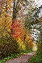 Autumn colored beech trees Royalty Free Stock Photo