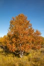 Autumn colored Birch Tree - Betula pubescens - and clear blue sky