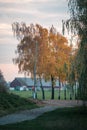 Autumn colored birch trees in rural setting with barn and farmfields outside Lund Sweden