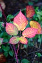 Autumn colored blackberry leaves Royalty Free Stock Photo