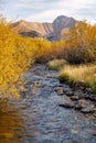 Autumn colored bushes crowd a small stream the Idaho mountains Royalty Free Stock Photo