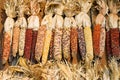 Autumn colored corn Royalty Free Stock Photo