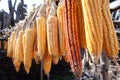 Autumn colored corn Royalty Free Stock Photo