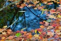 Autumn-colored fallen Japanese maple leaves floating in a stream of water Royalty Free Stock Photo