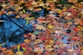 Autumn-colored fallen Japanese maple leaves floating in a stream of water Royalty Free Stock Photo