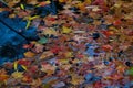 Autumn-colored fallen Japanese maple leaves floating in a stream of water Royalty Free Stock Photo