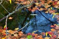 Autumn-colored fallen Japanese maple leaves floating in a stream of water Royalty Free Stock Photo