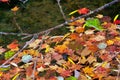 Autumn-colored fallen Japanese maple leaves floating in a stream of water Royalty Free Stock Photo