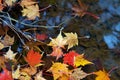 Autumn-colored fallen Japanese maple leaves floating in a stream of water Royalty Free Stock Photo