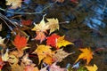 Autumn-colored fallen Japanese maple leaves floating in a stream of water Royalty Free Stock Photo