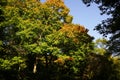 Autumn colored forest trees during October on a walking path