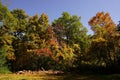 Autumn colored forest trees during October on a walking path