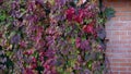 Autumn colored Ivy on the fence